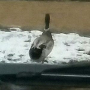 Meet your Posher, Vince